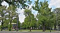 Trimmed U. laevis, Sachsenplatz, Dresden (2019)