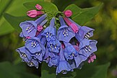 Virginia bluebell flowers