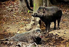 Visayan Warty Pigs by Gregg Yan