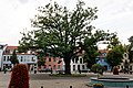 Naturdenkmal auf dem Marktplatz