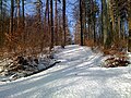 Bosco invernale sullo Zürichberg