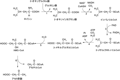 イソロイシンとバリンの分解経路