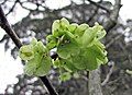 'Louis van Houtte' samarae, Royal Botanic Gardens, Melbourne, Victoria