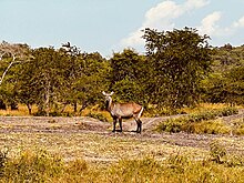 Lake Mburo National Park is located in Kiruhura District in Western Uganda.