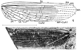 Alexarasnia rossica, надкрылье, голотип PIN 3840/63. 1 — схема жилкования, 2 — фотография ископаемого. Масштабная линейка 5 мм.