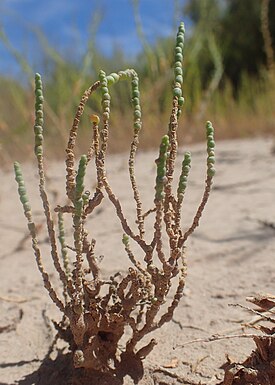 Allenrolfea occidentalis