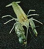 Bigclaw snapping shrimp
