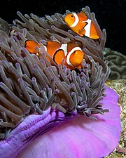 Clownfisken Amphiprion ocellaris i en havsanemon, Heteractis magnifica.