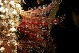 Comatule commune (Antedon bifida, seulement vers Gibraltar)