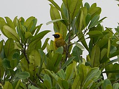 Description de l'image Bannerman's Weaver (Ploceus bannermani).jpg.