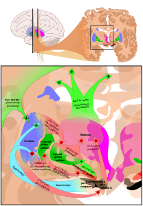 Basal ganglia circuits, by Mikael Häggström (based on images by Andrew Gillies and Patrick J. Lynch)