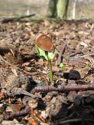 La germination est épigée, elle soulève la faîne d'où sortiront les deux cotylédons.