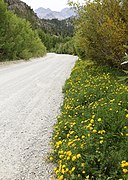 Along high-altitude roadside