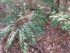 Bowenia na floresta de esclerófila perto do Lago Tinaroo, Atherton Tableland, extremo norte de Queensland