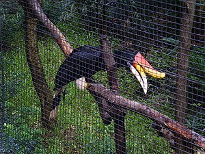 香港九龍公園養嘅馬來犀鳥