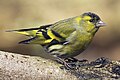 Carduelis spinus (mužjak)