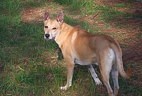 Image illustrative de l’article Carolina Dog