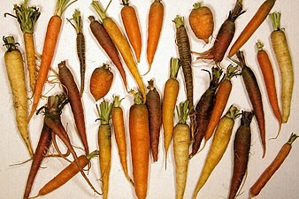 Carrots, pumpkins and other vegetables get their orange colour from carotenes, a variety of photosynthetic pigment, which takes its own name from the carrot.