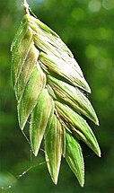 En cambio en este género (Chasmanthium) el pedúnculo es el de la inflorescencia primaria, como indican la gluma y la glumela en la base del raquis. Esta inflorescencia es la espiguilla.