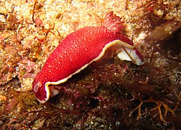 Goniobranchus tinctorius