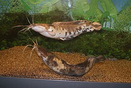 Clarias angolensis