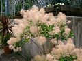 Sommacco selvatico (Cotinus coggygria)