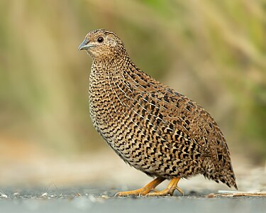 Brown quail, by JJ Harrison