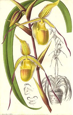 Phragmipedium longifolium