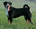 Bouvier de l’Appenzell