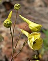 Delphinium luteum