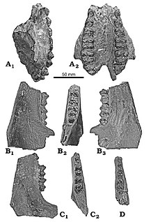 Diamantohyus africanusの歯列