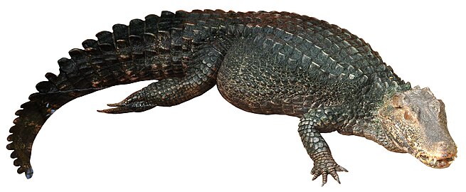 Scale arrangement is useful for identifying Cuvier's dwarf caiman.