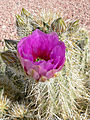 Echinocereus engelmannii