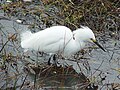 Egretta thula, famiglia Ardeidae