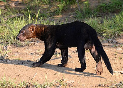 Eira barbara male, Pantanal Brazil