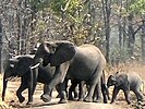 Elephants in Liwonde National Park