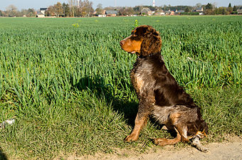 Gibbs des Chaumes de Thiérache, 6 kuukautta vanha picardienspanieli.