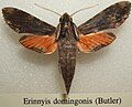 Erinnyis domingonis