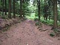 Only this overgrown path runs from the north to the summit