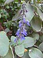 C. forskohlii = Plectranthus barbatus