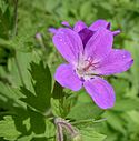 Wood crane's-bill