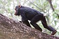 Un chimpanzé dans le parc de Gombe en Tanzanie.