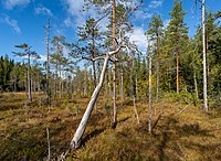 Myren mellan Svartsjöbäcken och berget Granliden.