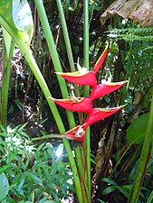 Heliconia bihai