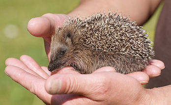 Hérisson européen (Erinaceus europaeus). (définition réelle 4 002 × 2 465)