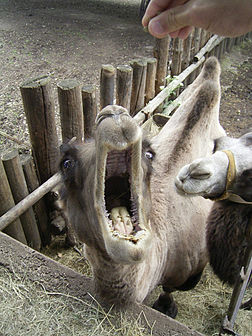 Un chameau de Bactriane (Camelus bactrianus) affamé, dans un zoo. (définition réelle 960 × 1 280*)