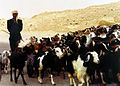 A man herding goats in Tunisia