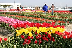 Tulip Park in Kitajima