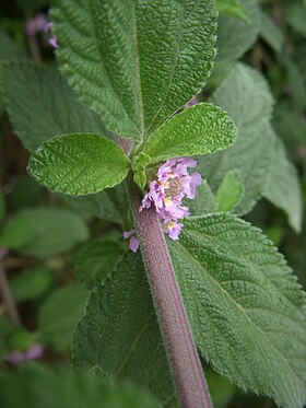 Lippia alba