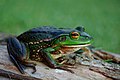 *Growling Grass Frog introduced